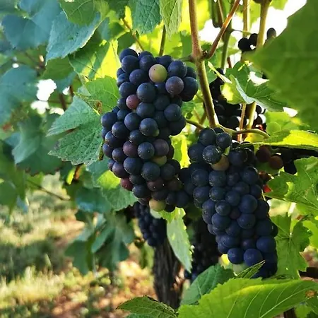 Au Coeur Des Vignes Apartamento Bergheim